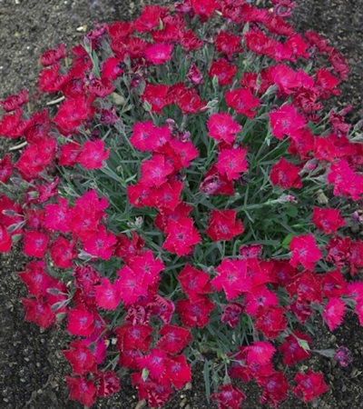 Dianthus Paint the Town Magenta